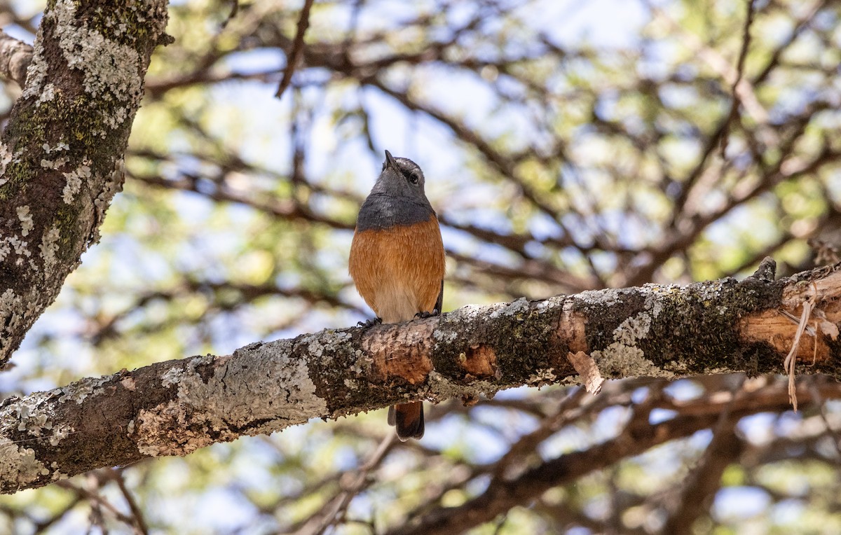 コイソヒヨ - ML646742023