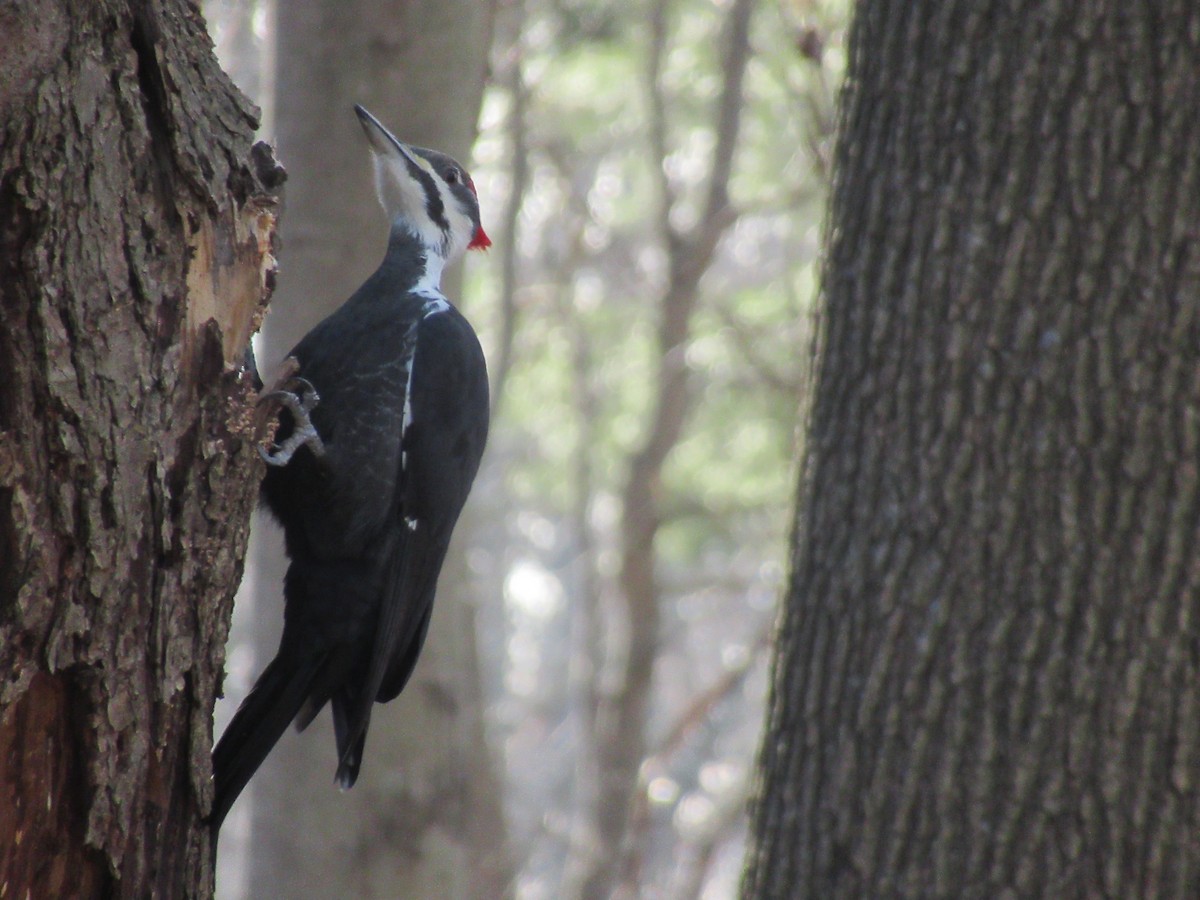 Grand Pic - ML646742024