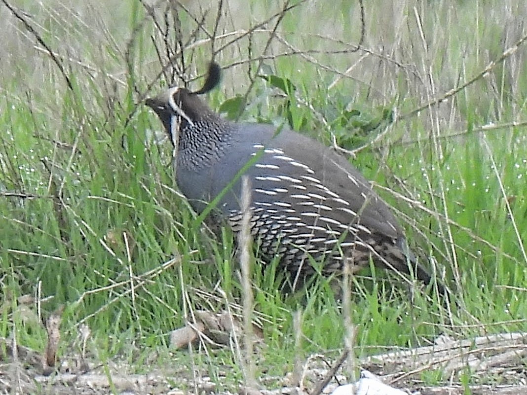 California Quail - ML646742025