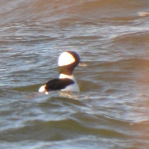 Bufflehead - ML646742026