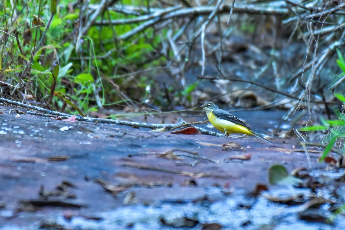 Gray Wagtail - ML646742027