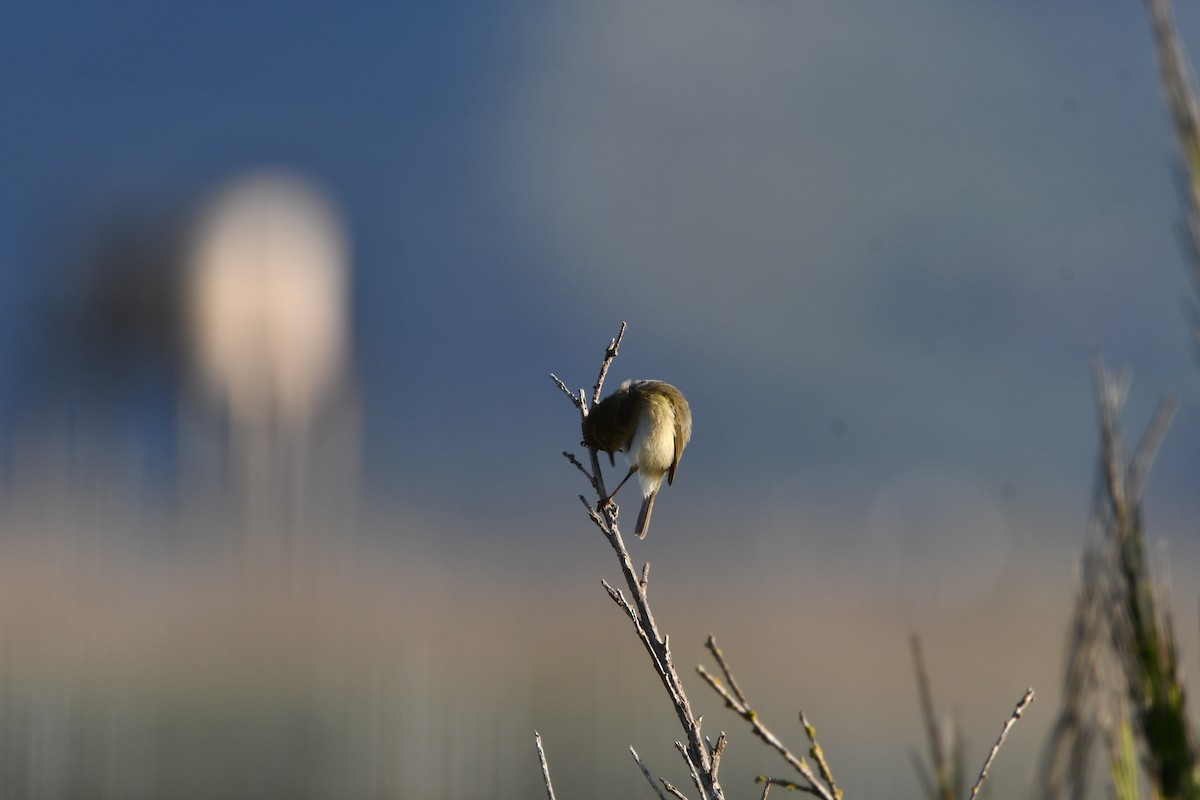 Canary Islands Chiffchaff - ML646742028