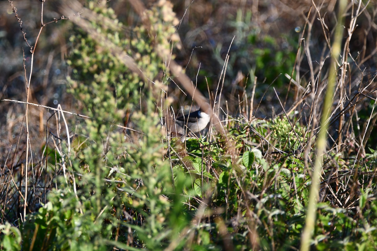 Sardinian Warbler - ML646742034