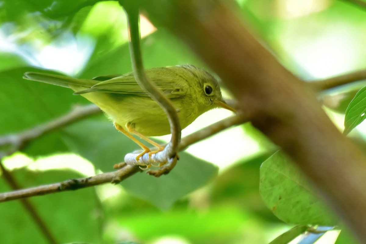 Martens's Warbler - ML646742035