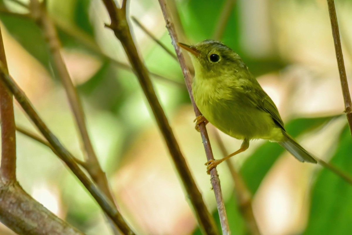 Martens's Warbler - ML646742036