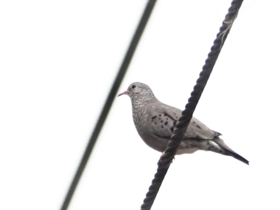 Sperlingstäubchen - ML646742037