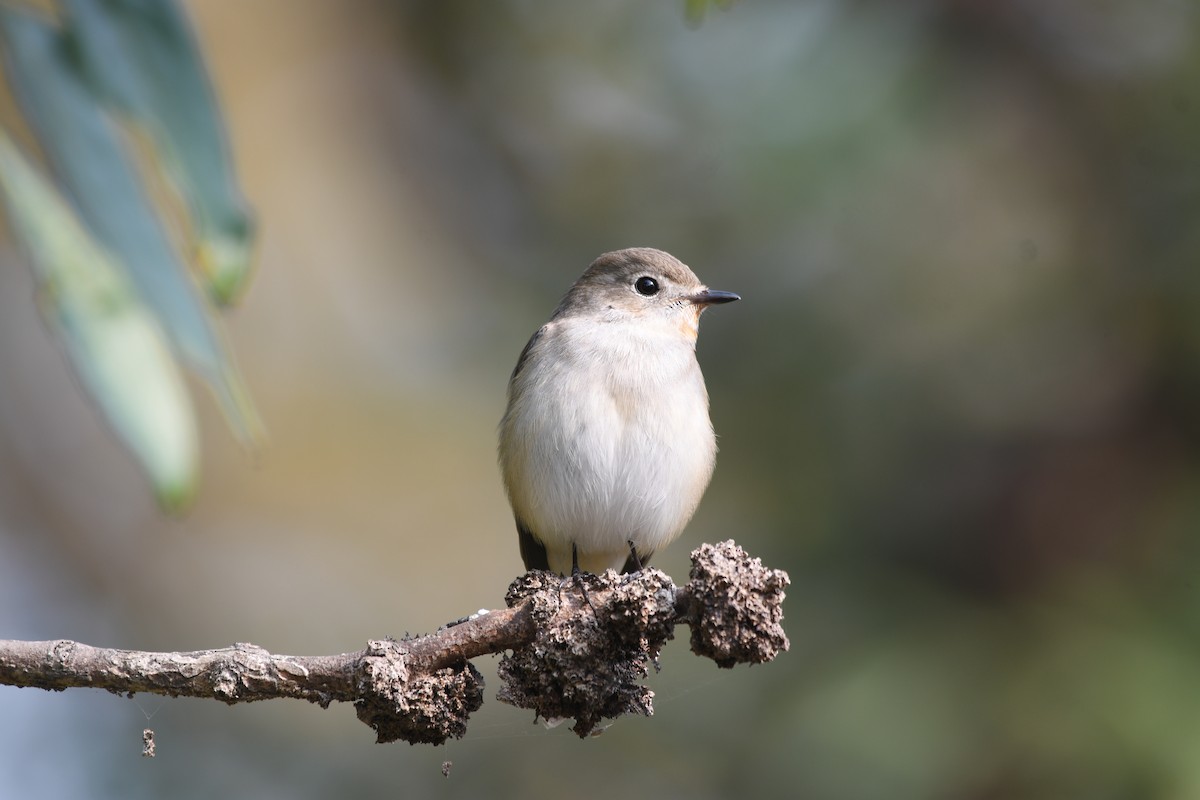 Red-breasted Flycatcher - ML646742038
