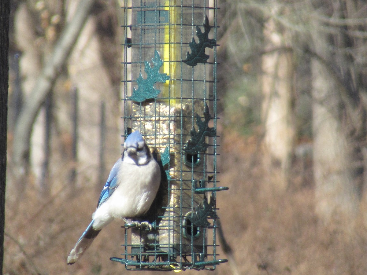 Geai bleu - ML646742039