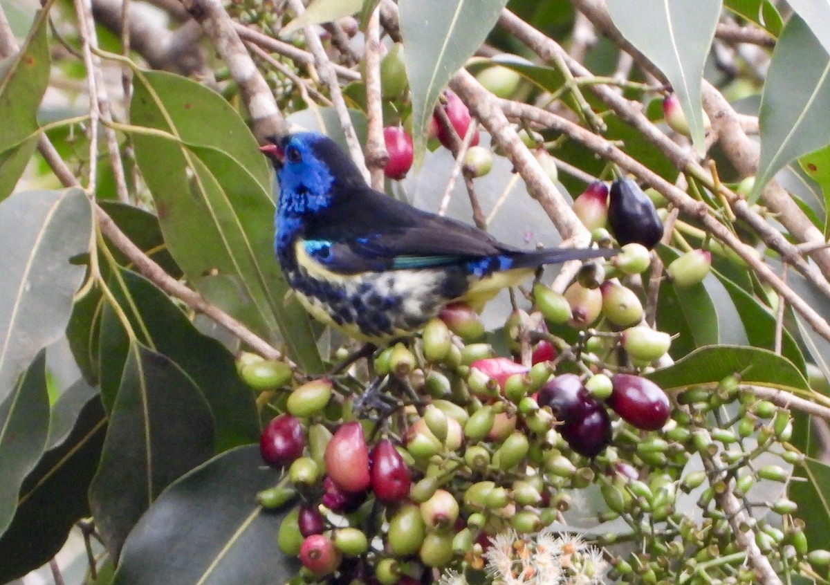 Turquoise Tanager - ML646742042