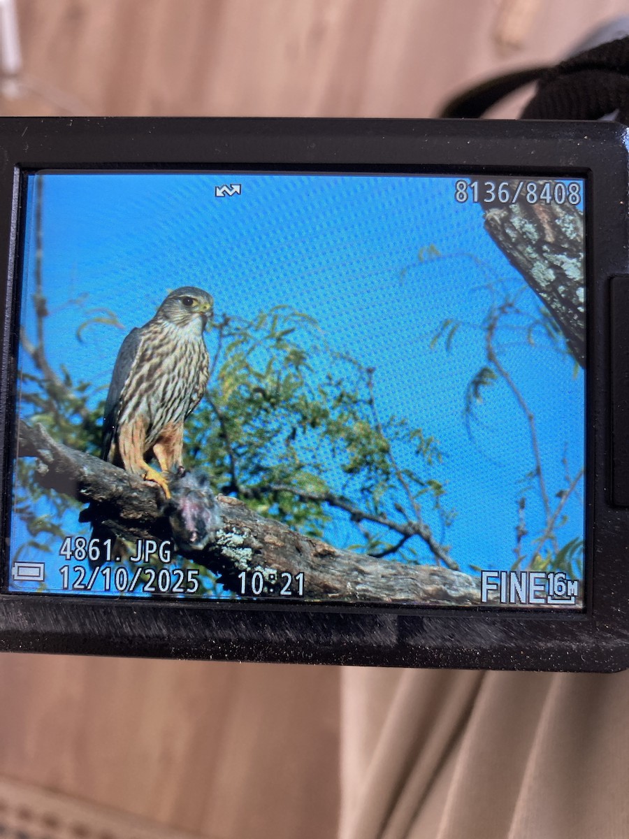 dvergfalk (richardsonii) - ML646742044