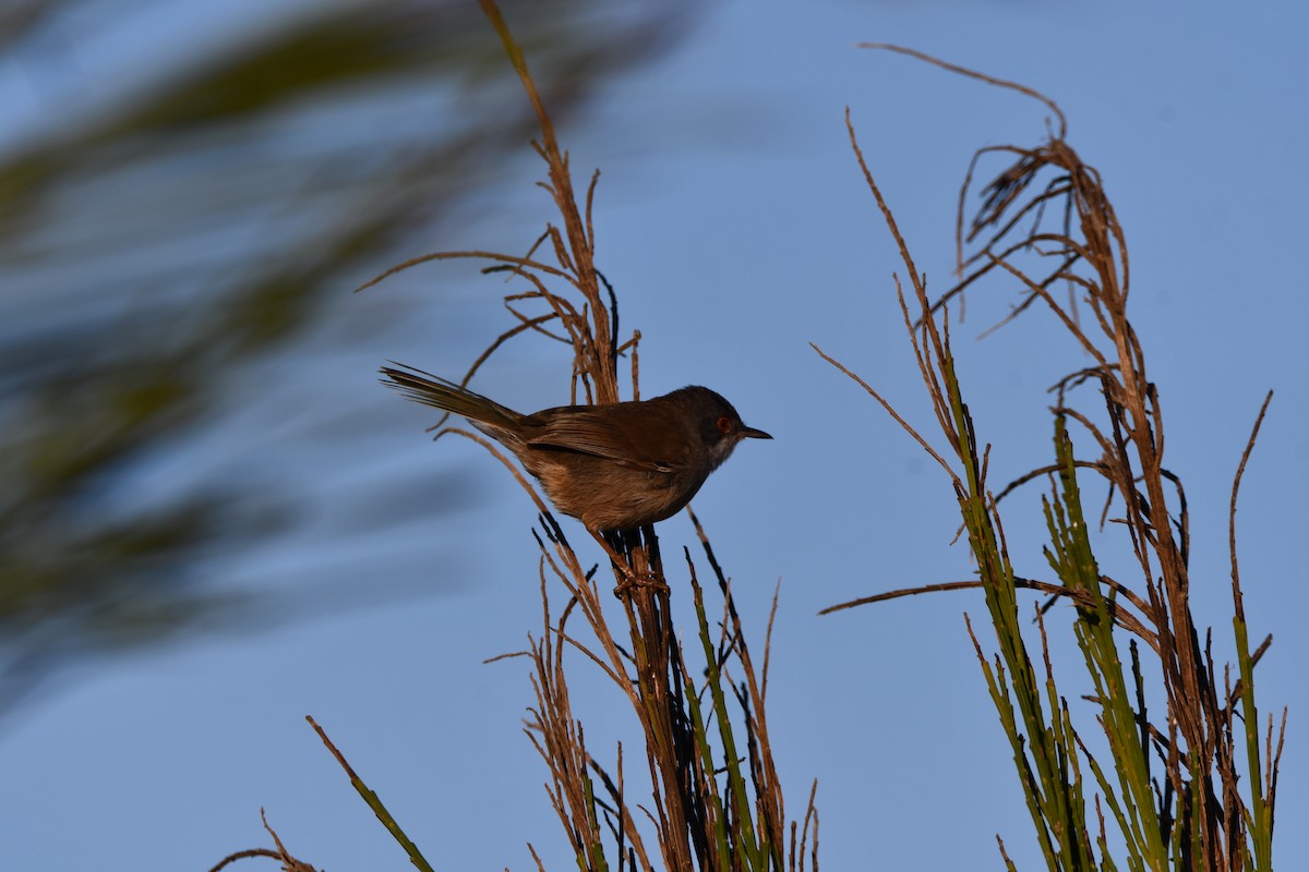 Sardinian Warbler - ML646742045