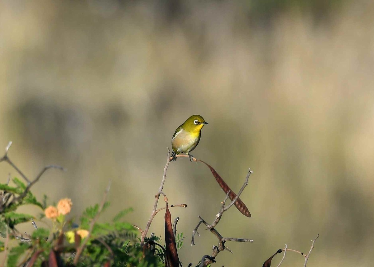 Японская белоглазка - ML646742046