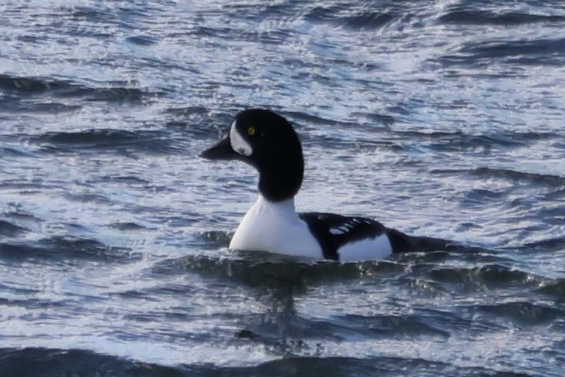 キタホオジロガモ - ML646742047