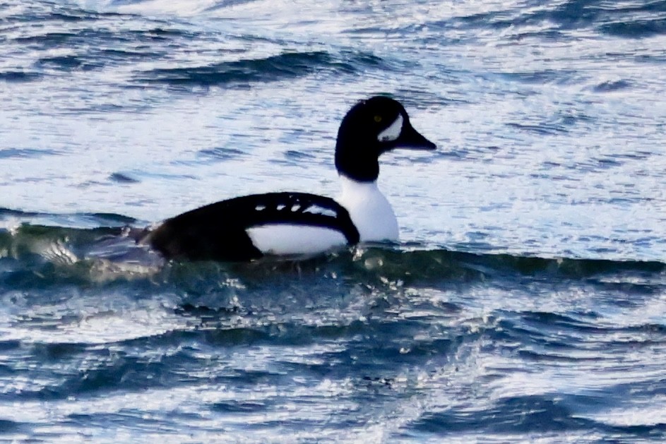 キタホオジロガモ - ML646742048