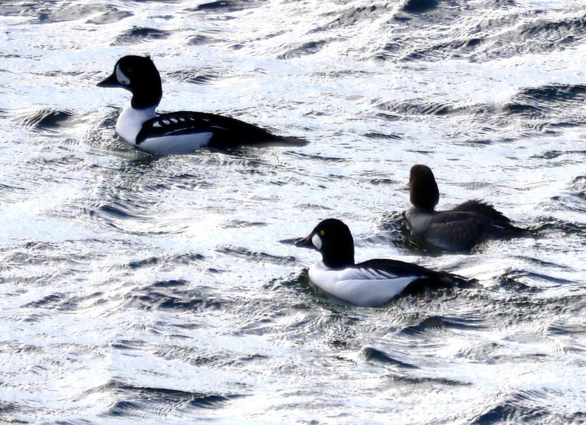 キタホオジロガモ - ML646742049