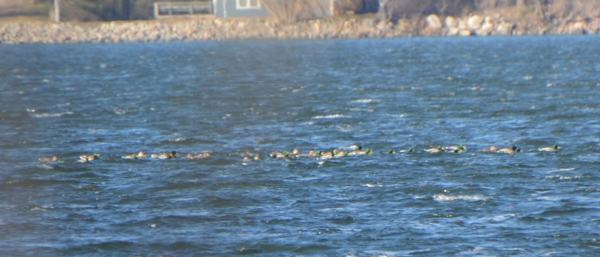 Mallard - ML646742059