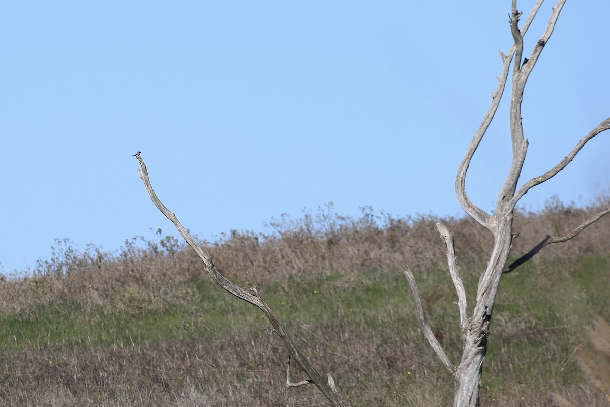 Loggerhead Shrike - ML646742060