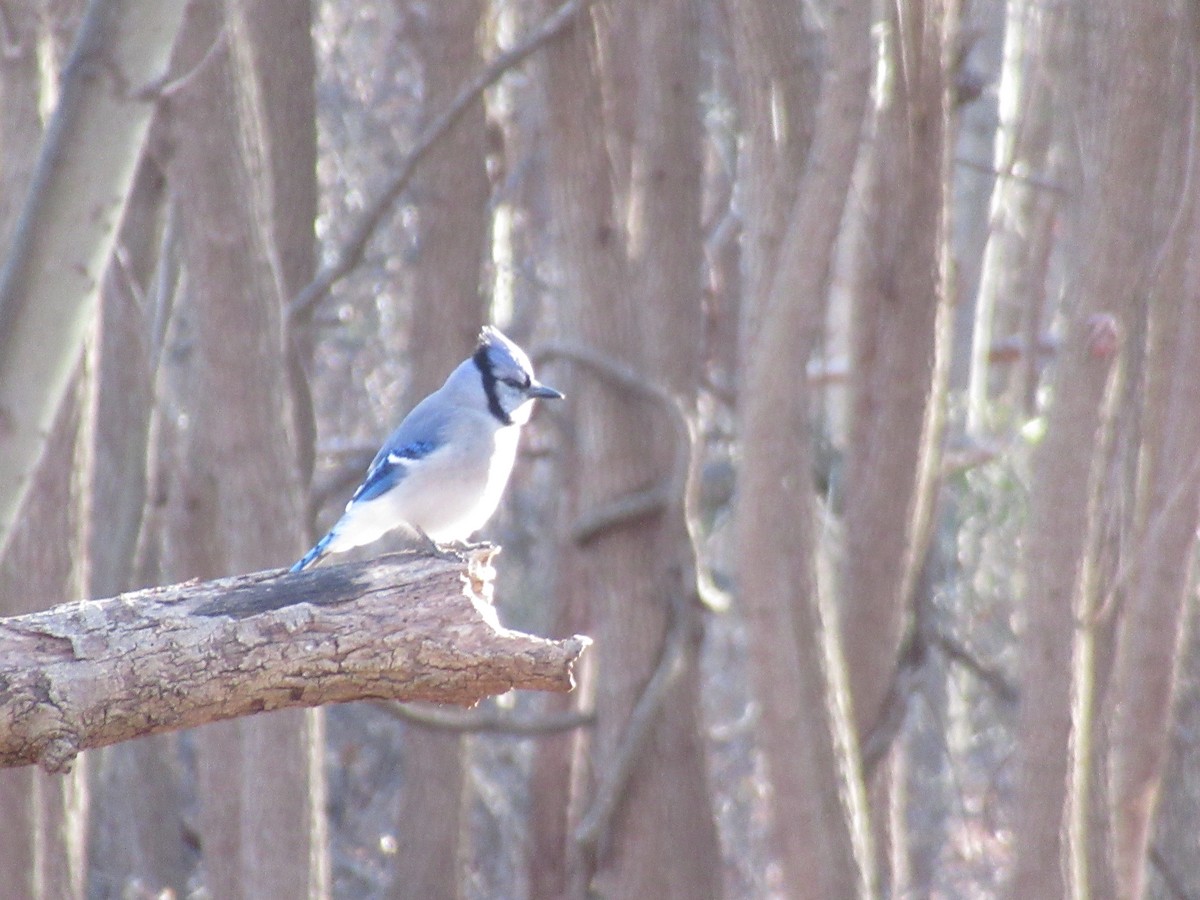 Geai bleu - ML646742061