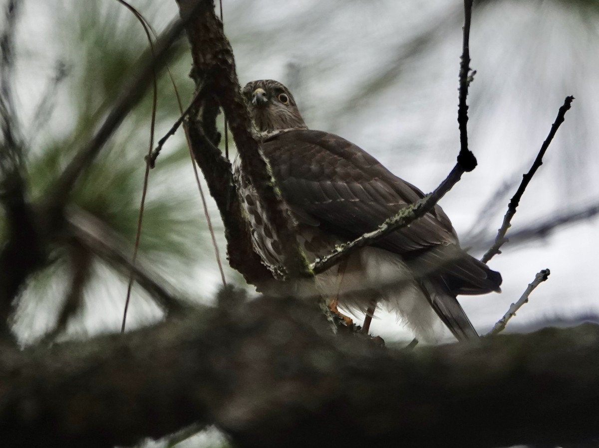 Sharp-shinned Hawk - ML646742062