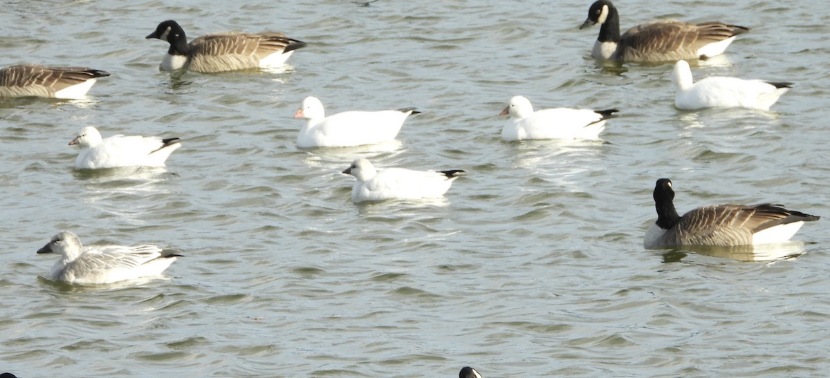 husa bělostná - ML646742063