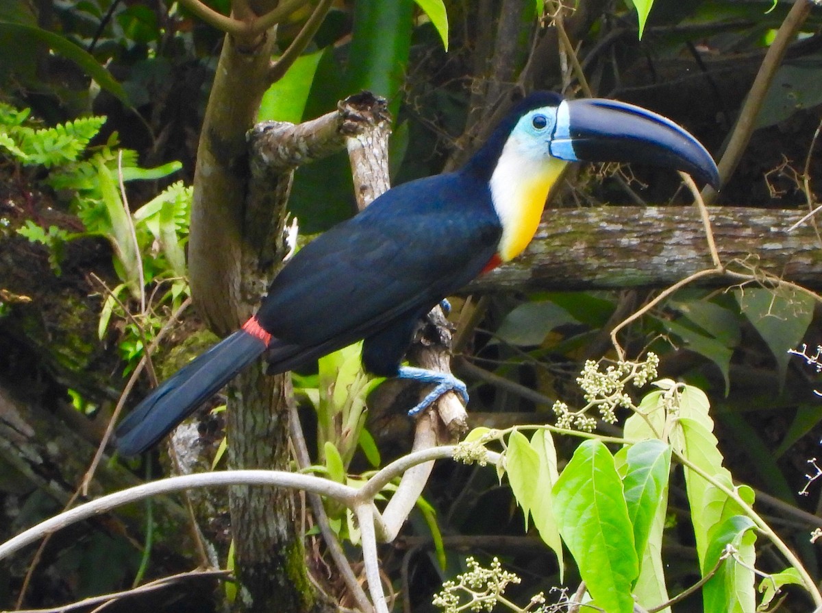 Channel-billed Toucan - ML646742065
