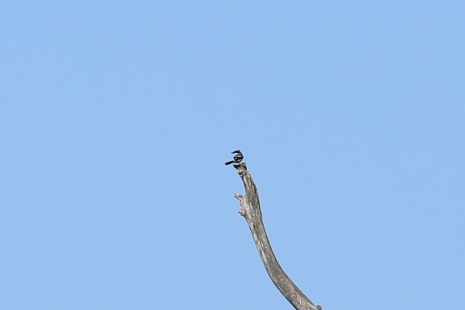 Loggerhead Shrike - ML646742079