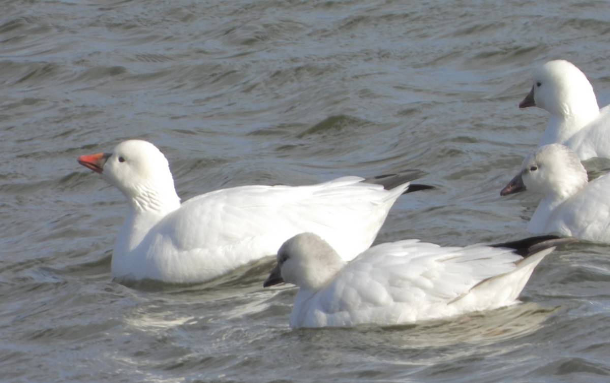 husa bělostná - ML646742080