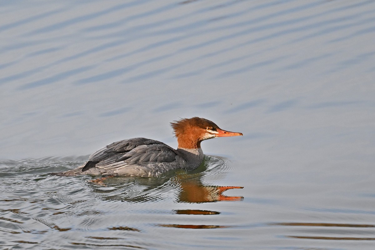 Smergo maggiore - ML646742081