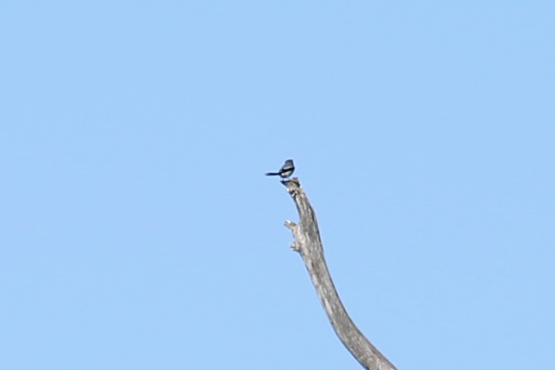 Loggerhead Shrike - ML646742083