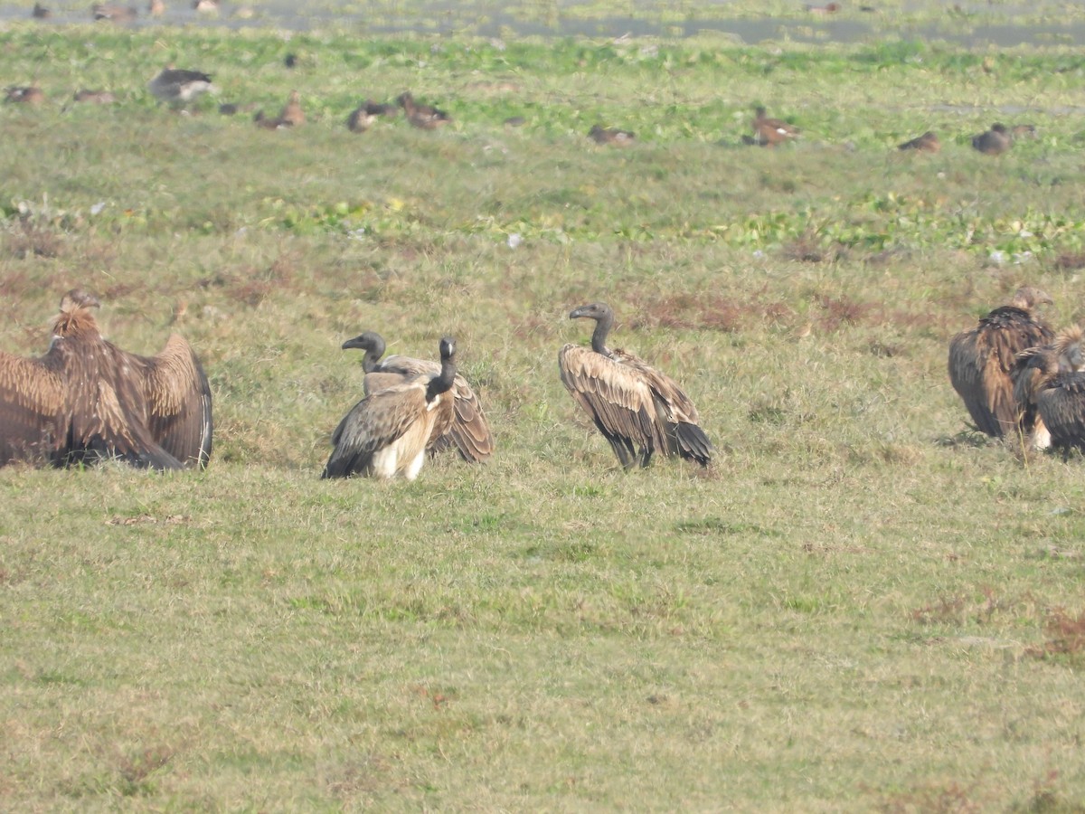 teraigribb - ML646742084