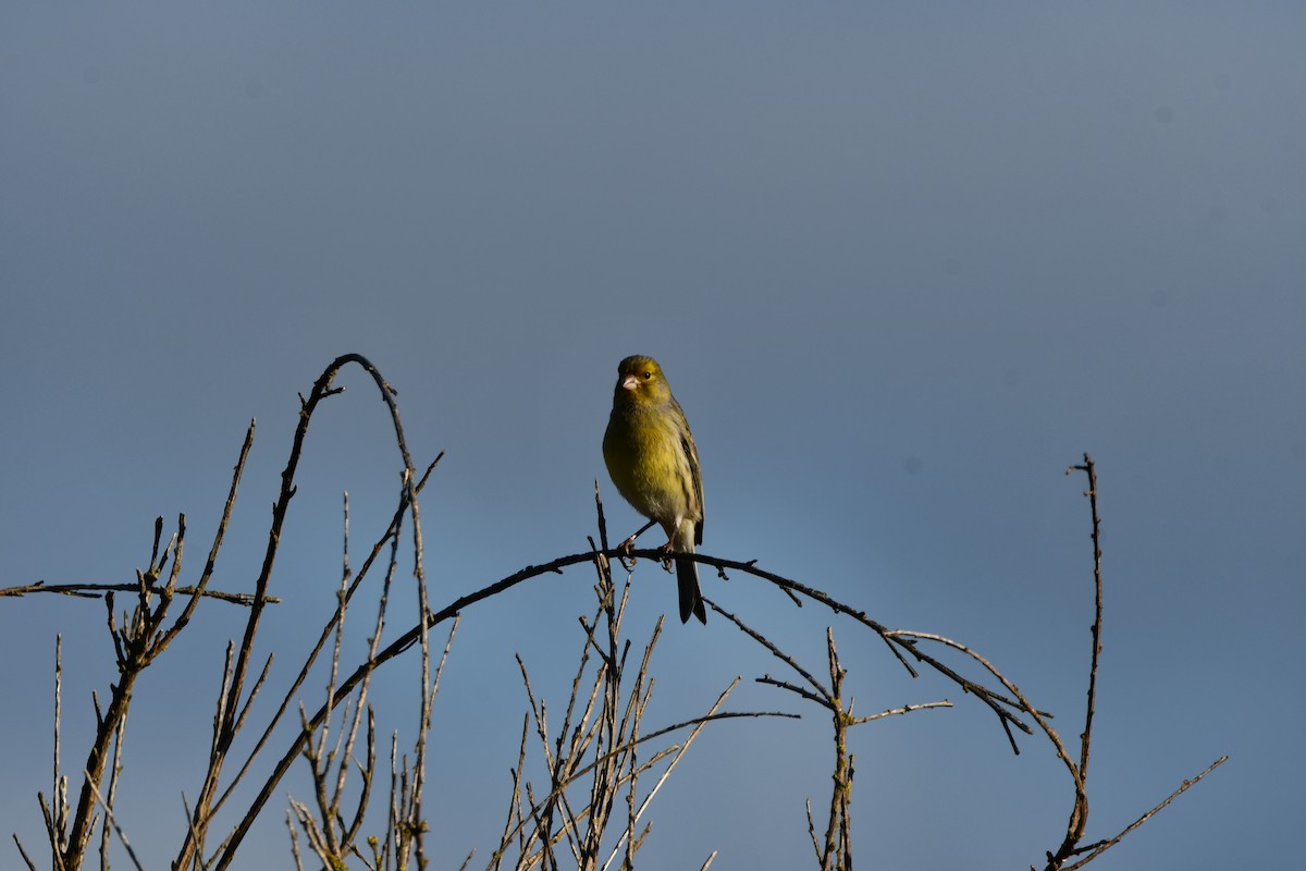 Island Canary - ML646742085
