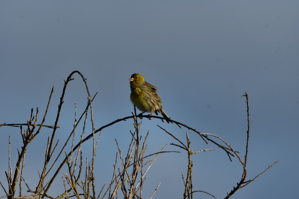 Island Canary - ML646742086
