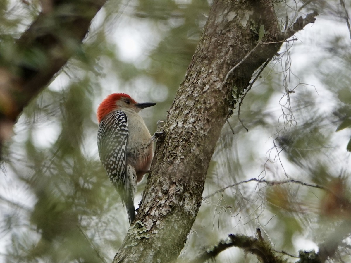 Red-bellied Woodpecker - ML646742089