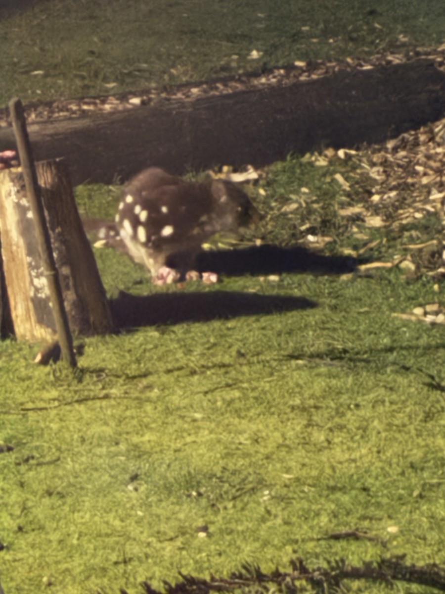 Spotted-tailed Quoll - ML646742091