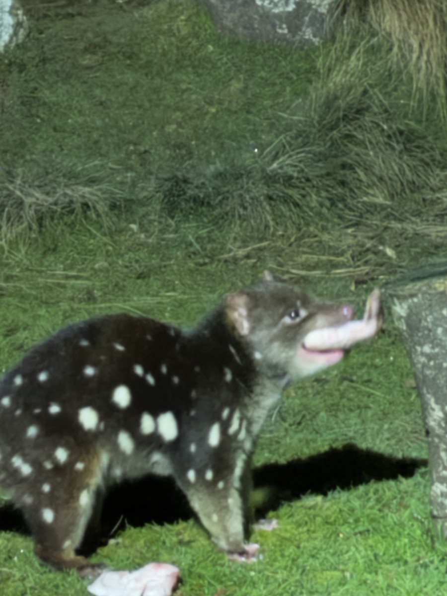 Animals - ML646742092