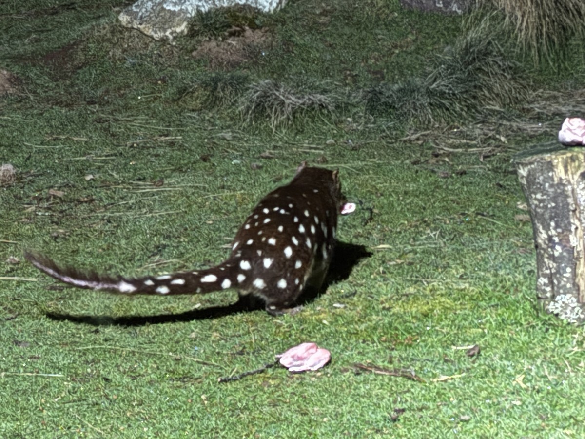 Spotted-tailed Quoll - ML646742093
