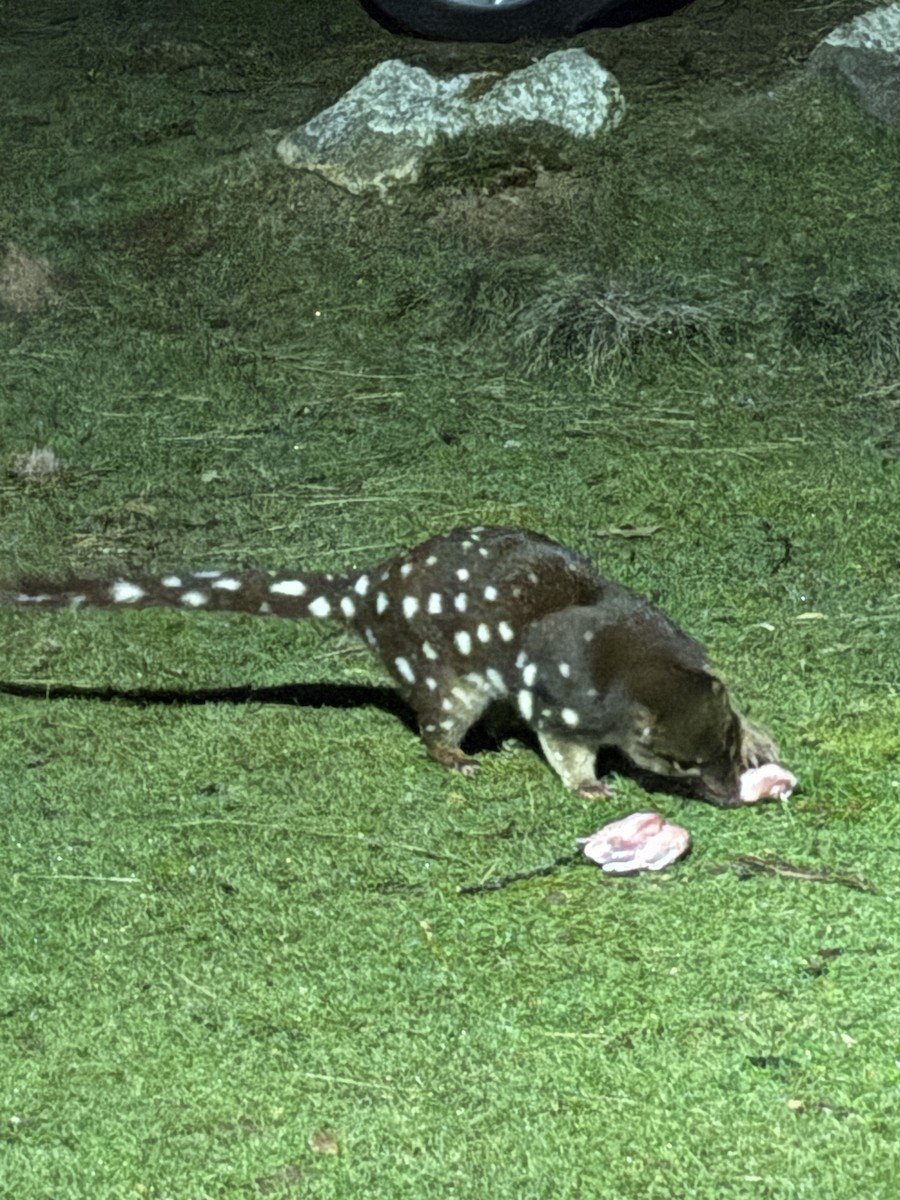 Spotted-tailed Quoll - ML646742094