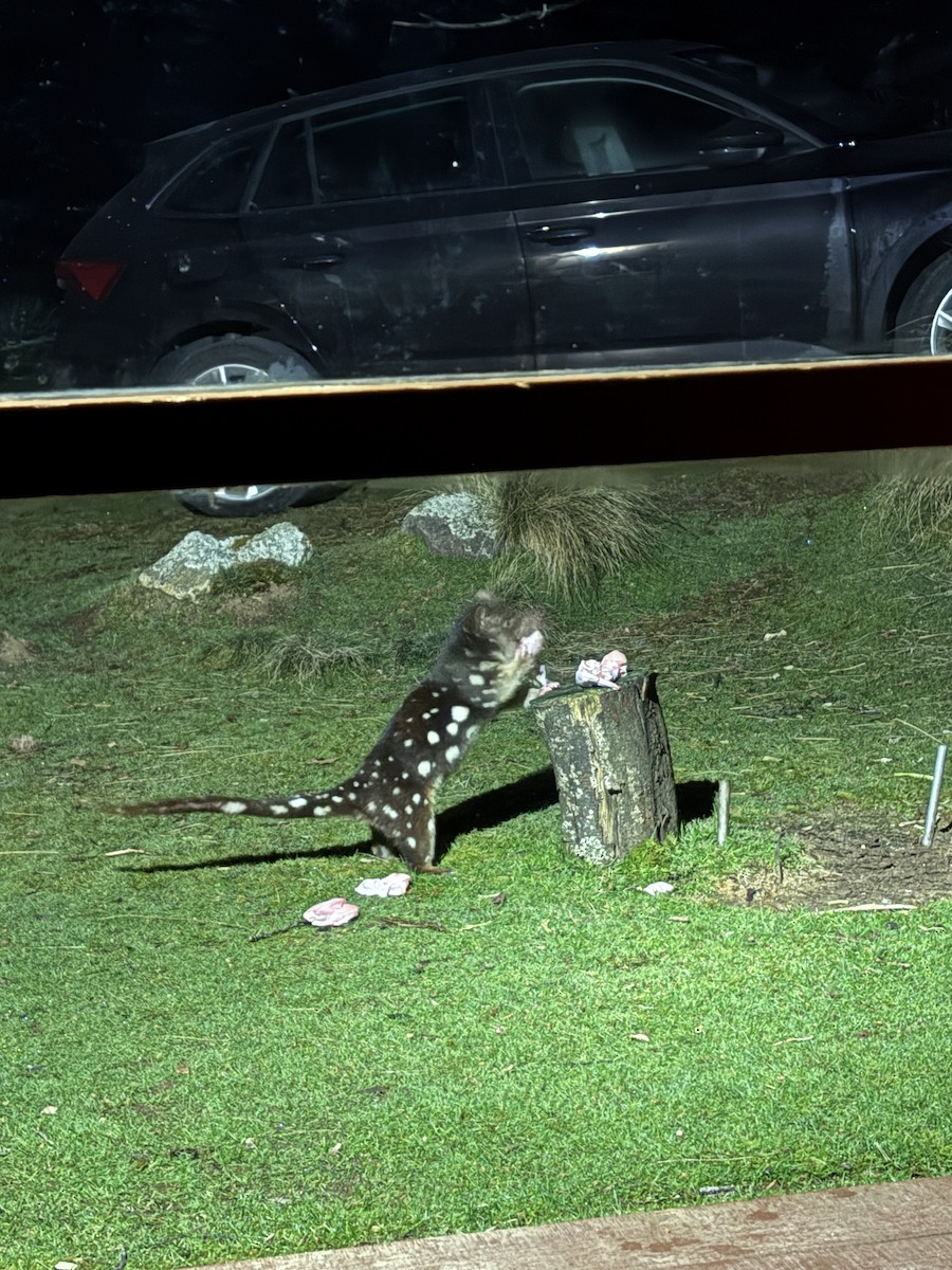 Spotted-tailed Quoll - ML646742095
