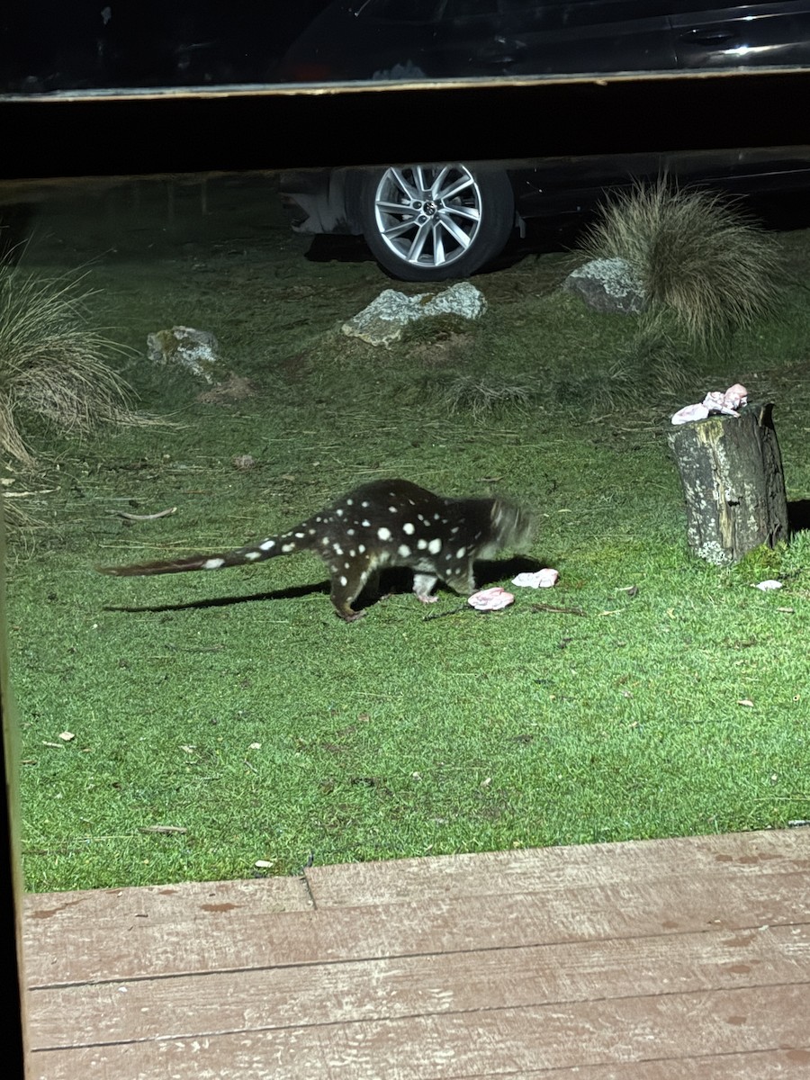 Spotted-tailed Quoll - ML646742096