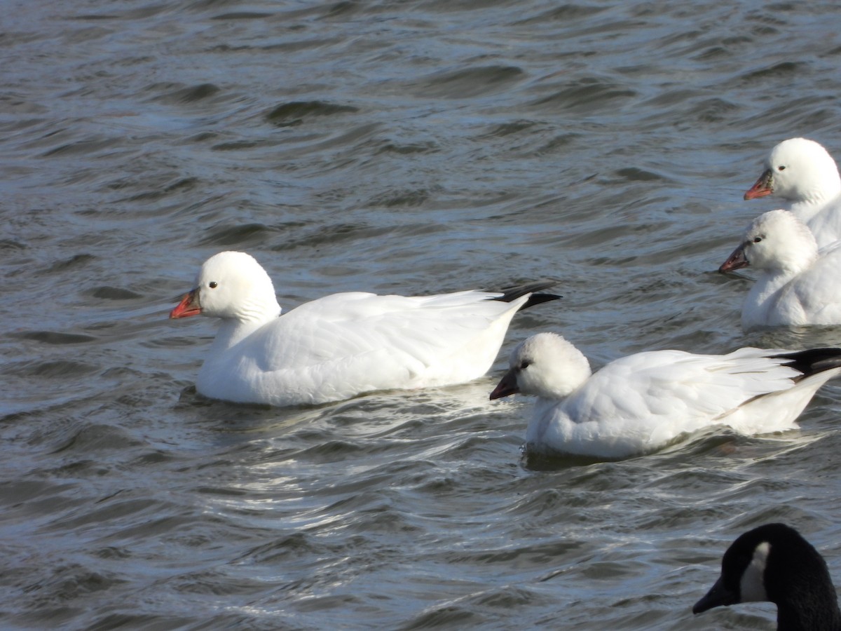 husa bělostná - ML646742099