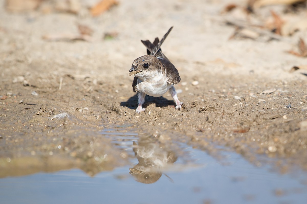 taksvale - ML646742104