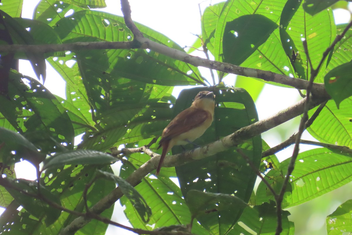 Yellow-winged Flatbill - ML646742106