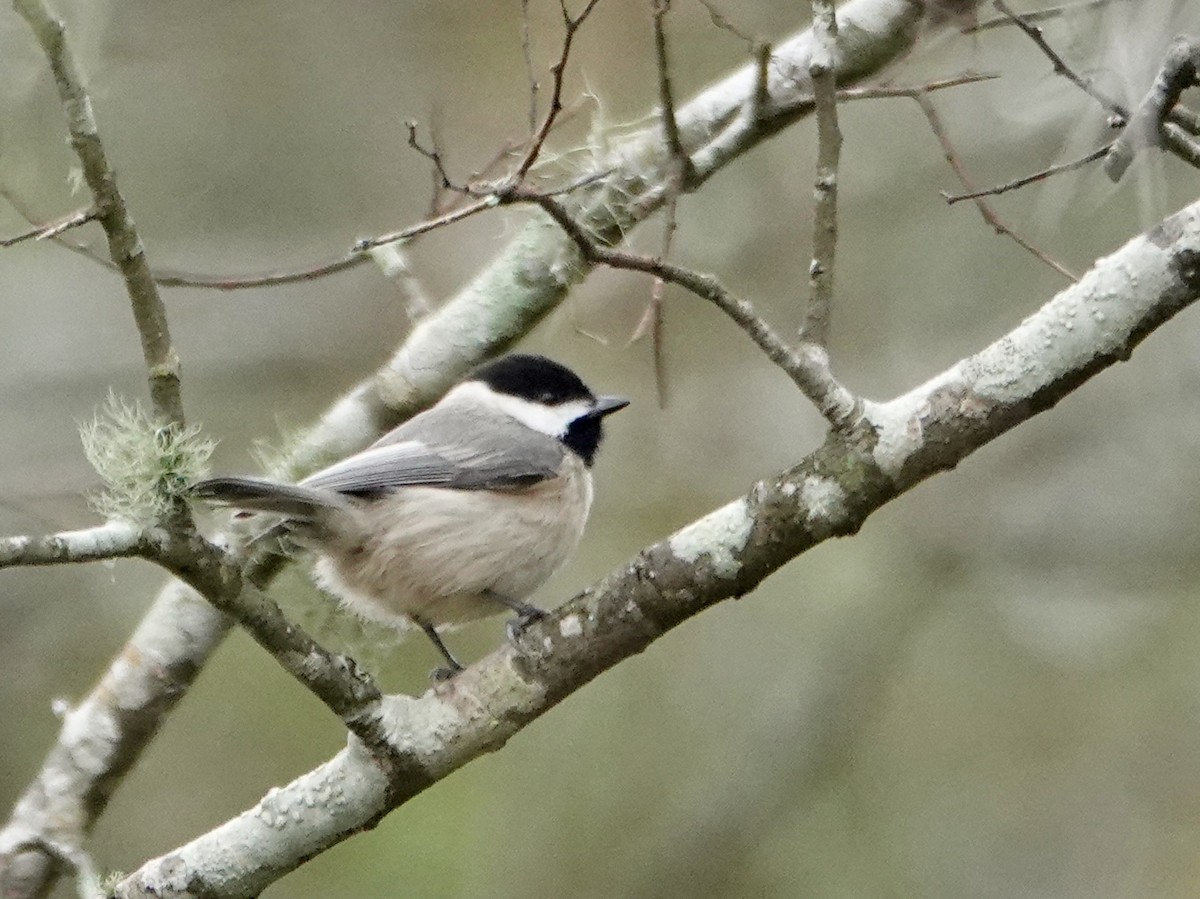 Carolina Chickadee - ML646742107
