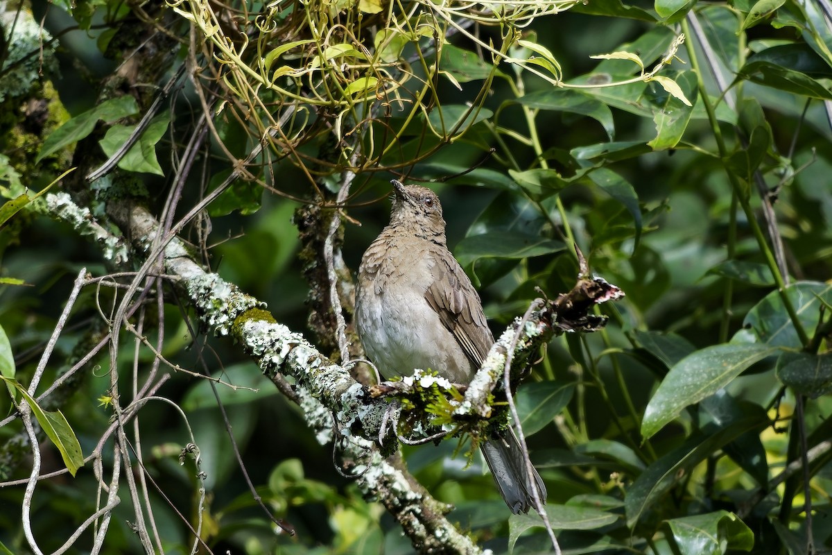 drozd černozobý - ML646742109