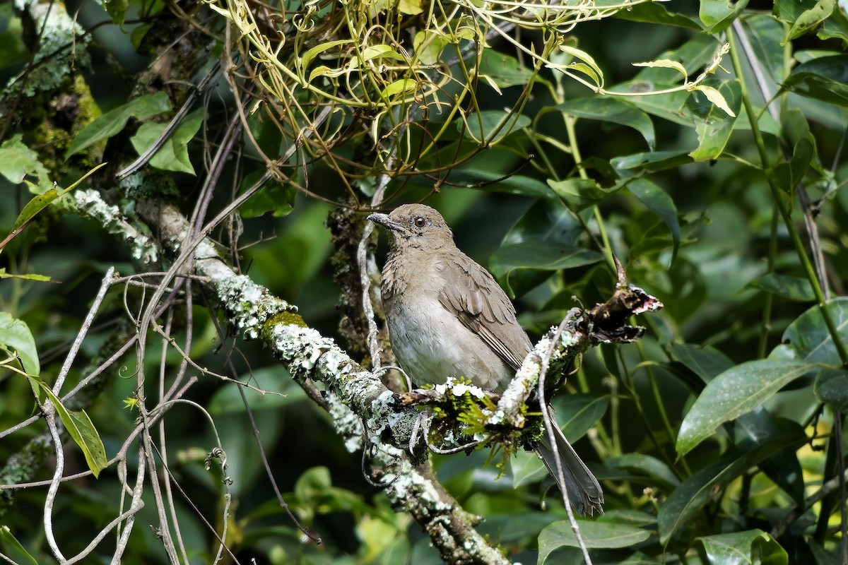 drozd černozobý - ML646742110