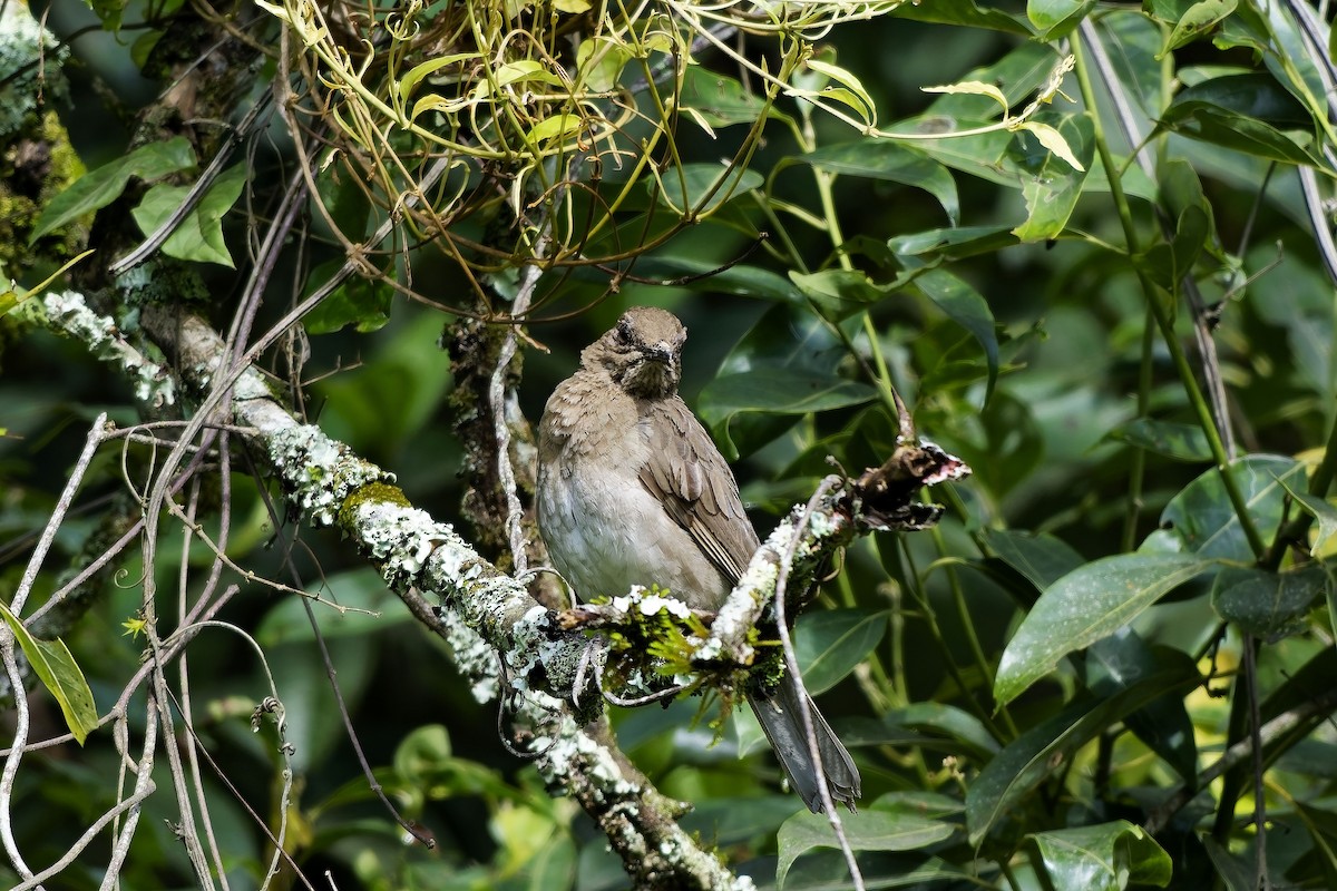 drozd černozobý - ML646742111