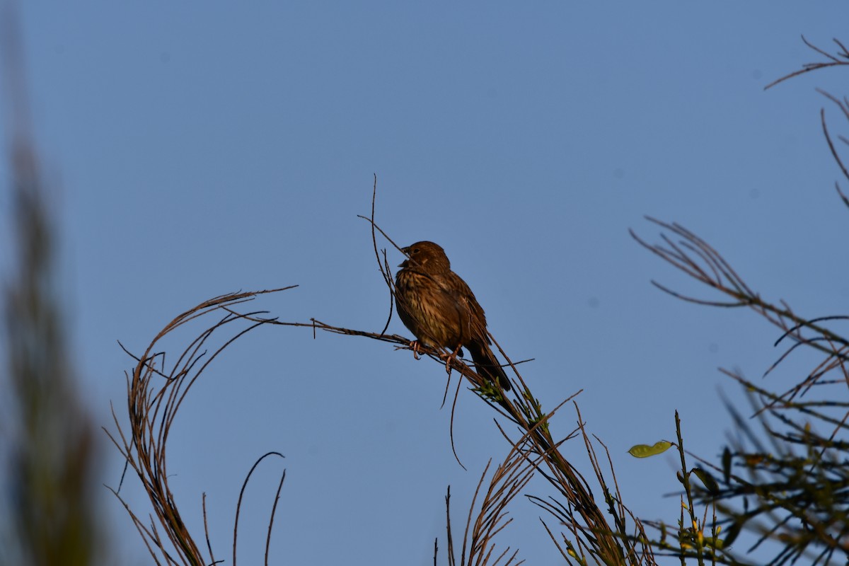 Corn Bunting - ML646742114