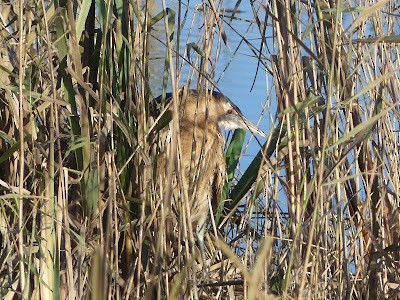 Eurasian Bittern - ML646742117