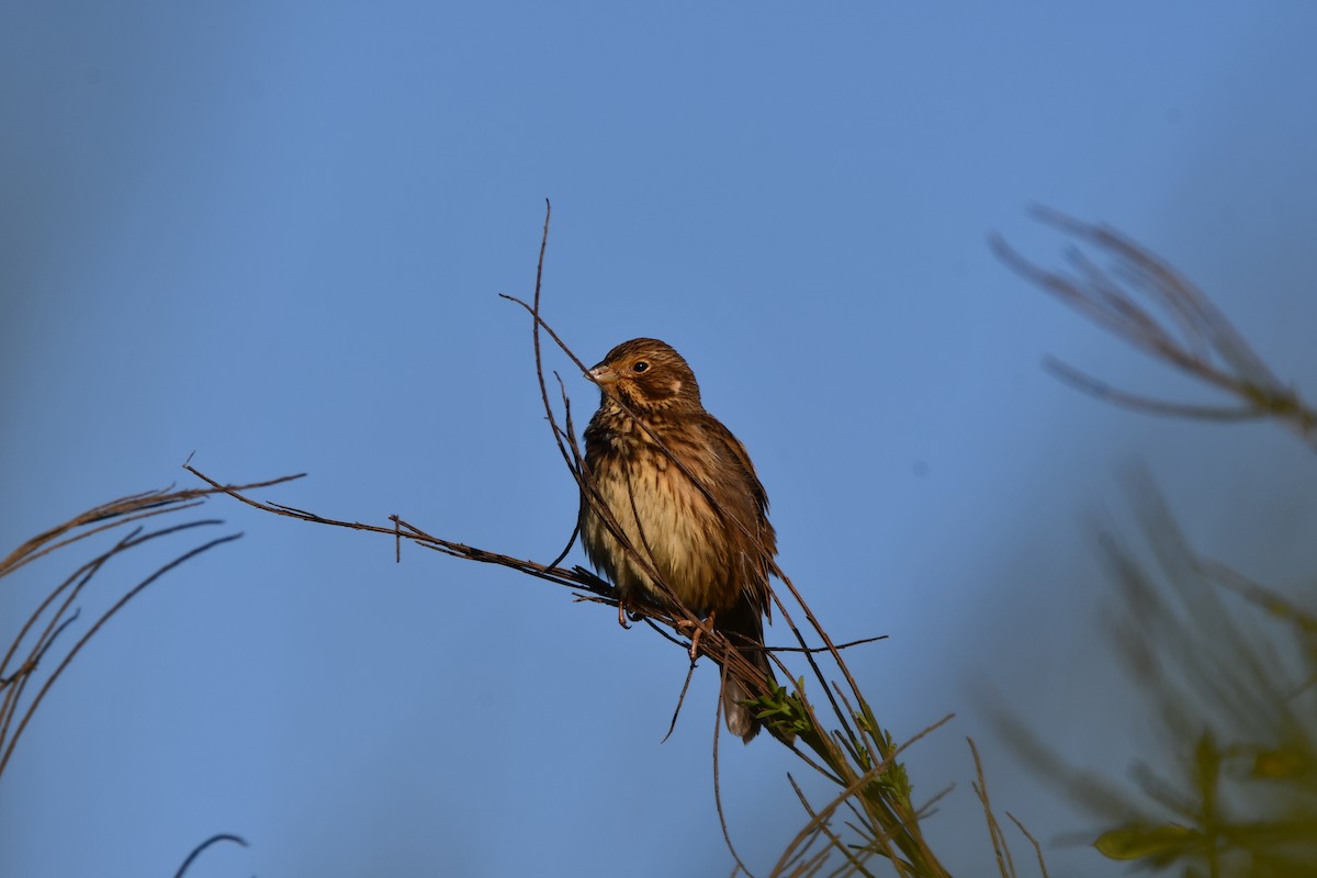 Corn Bunting - ML646742122