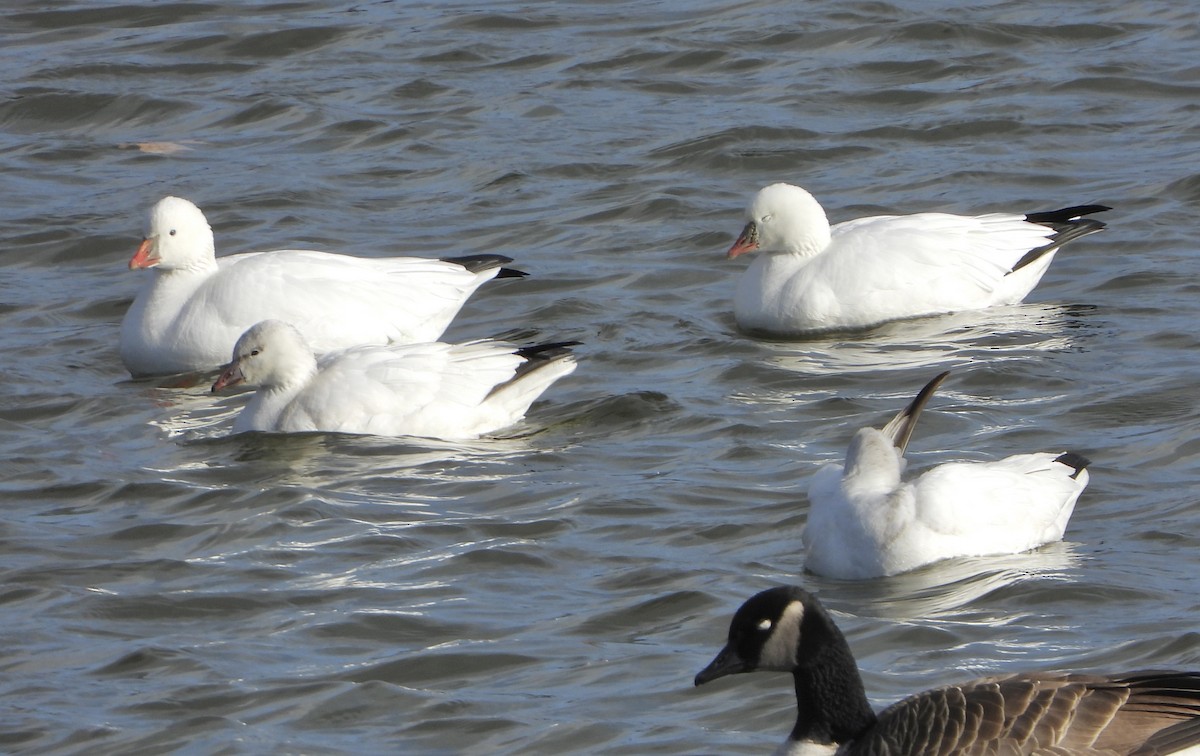 husa bělostná - ML646742123